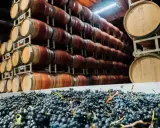 Winne beczki i świeże winogrona. Czy to początek produkcji sherry?
